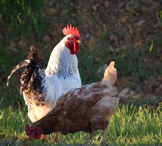Farm nature cockerel