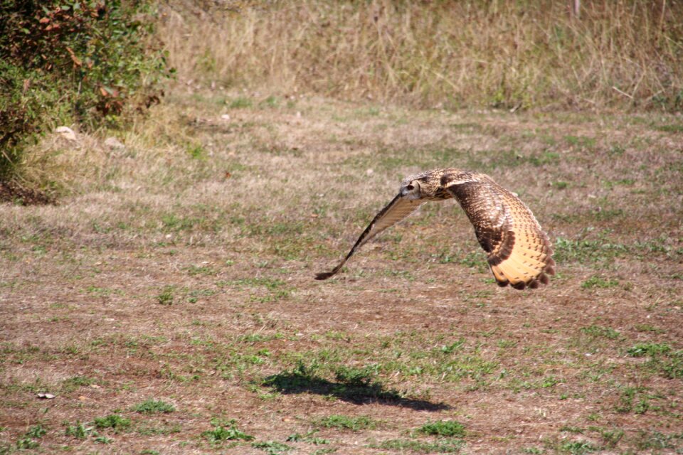 Wild sparrowhawk raptor