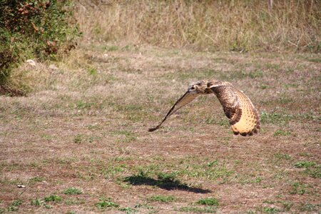 Wild sparrowhawk raptor