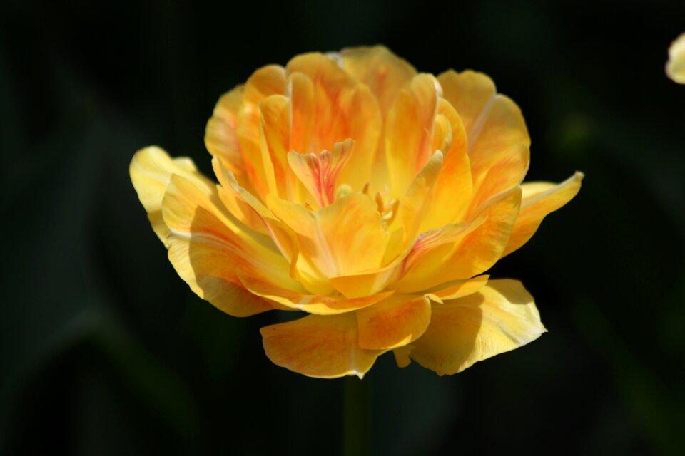 Nature yellow bloom