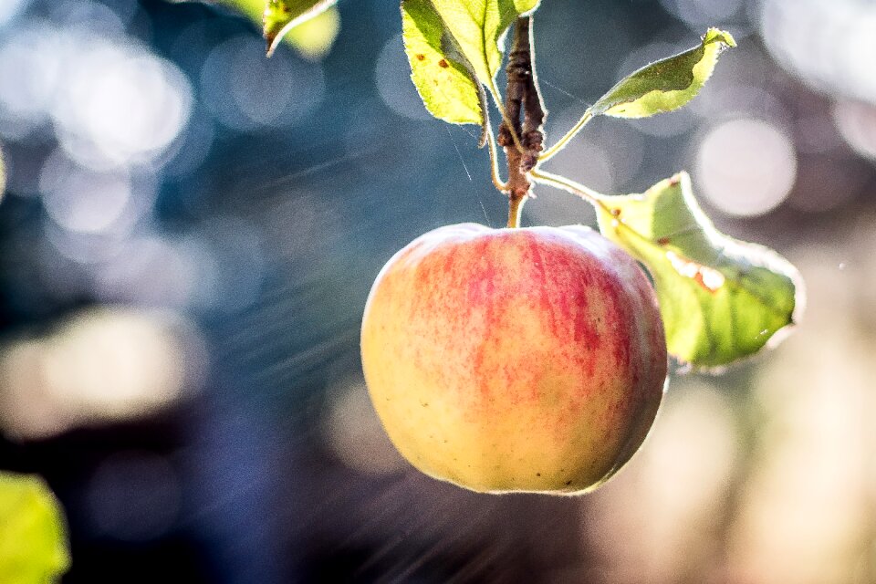 Summer harvest ripe apple