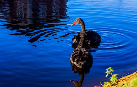 Lake plumage black swans