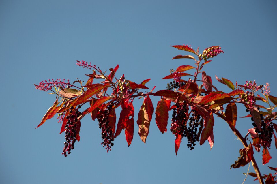 Autumn leaves color