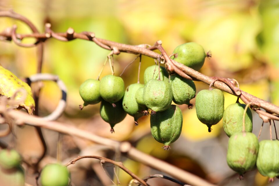 Green autumn harvest