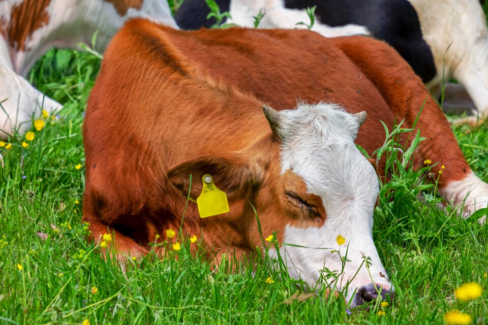 Pasture meadow milk cow