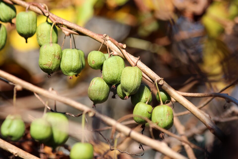 Green autumn harvest