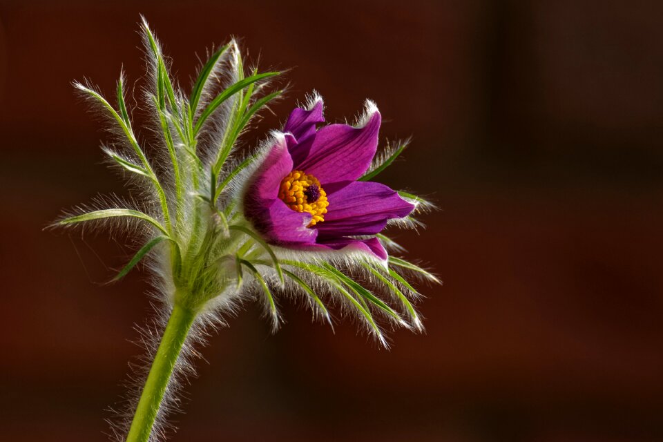 Wild flowers petals nature