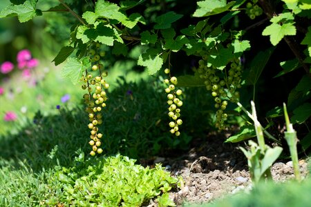 Immature currant grapes red currant