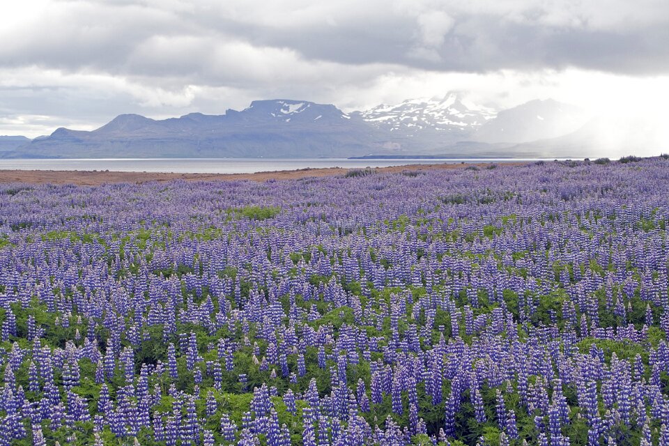 Iceland landscape blue