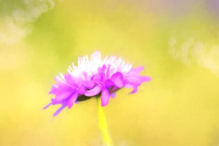 Painted art flower