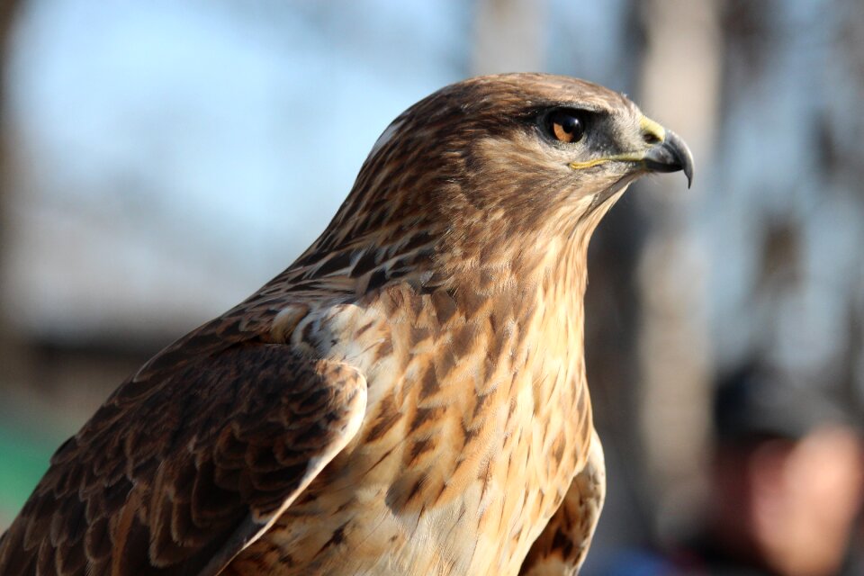 Buteo rufinus feathered race day birds