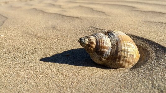 Coast seashell spiral photo
