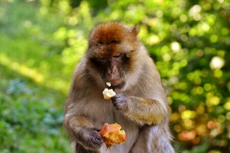Endangered species monkey mountain salem animal