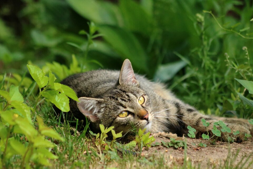 Pet relax green