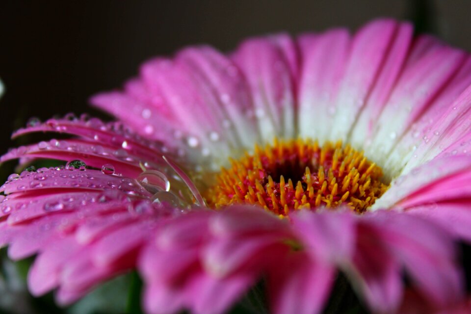 Water drop macro pink