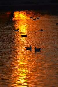 Romantic romance lake photo