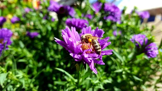 Insect flower pollen photo