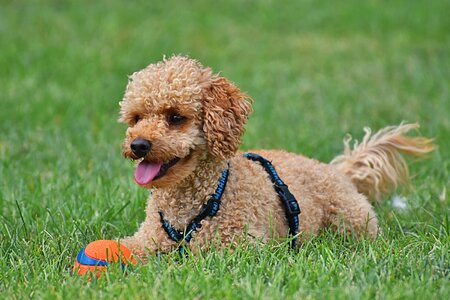 Cute play charming