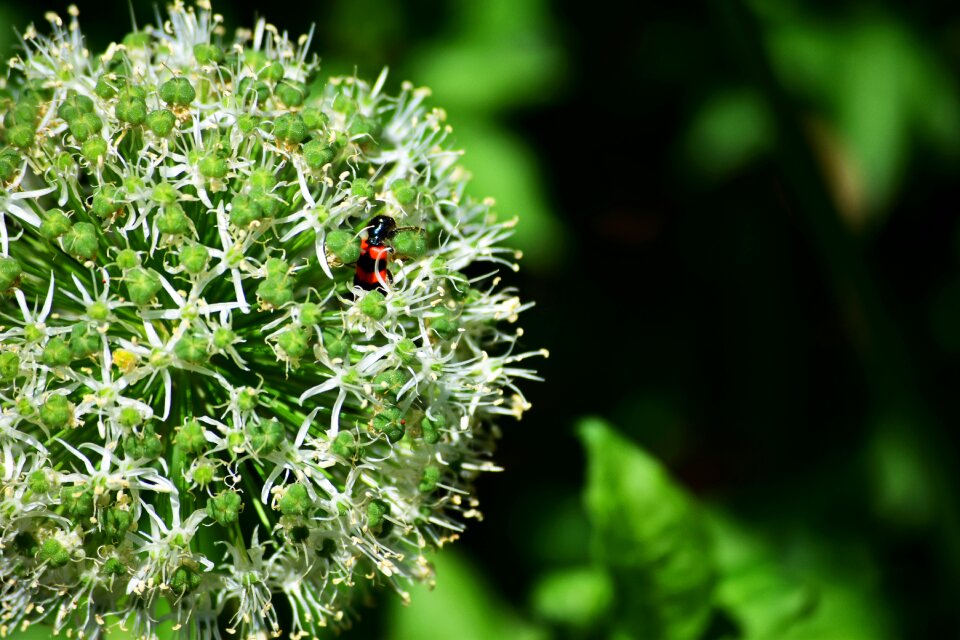 Blossom bloom flower ball