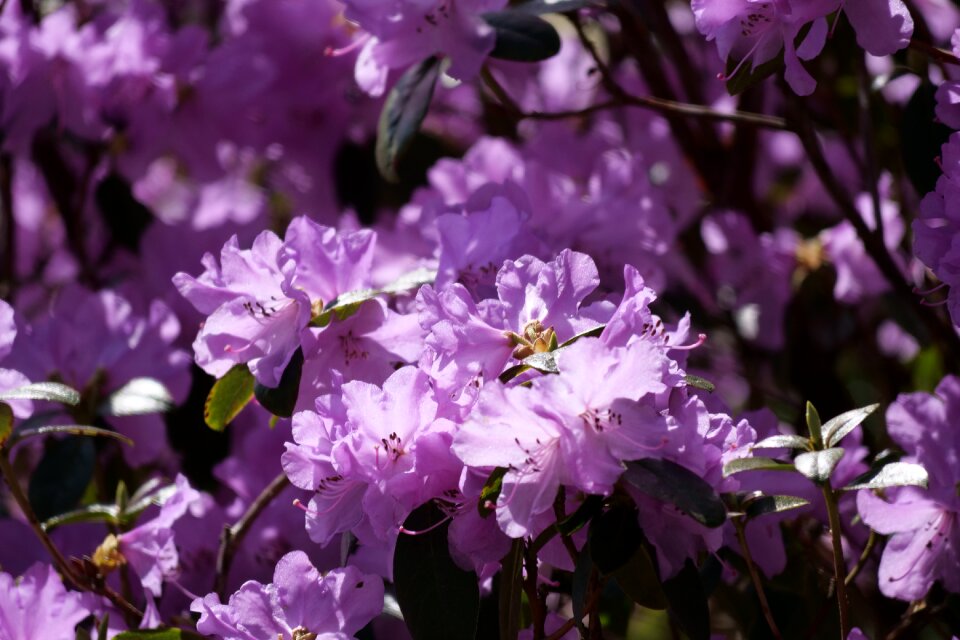 Flower plant garden