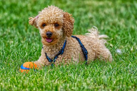 Cute play charming
