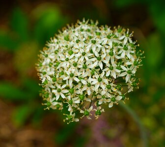 Tender filigree isolated