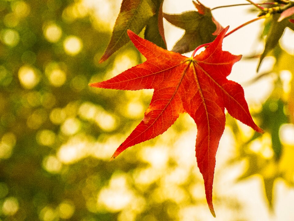 Autumn fall color bright