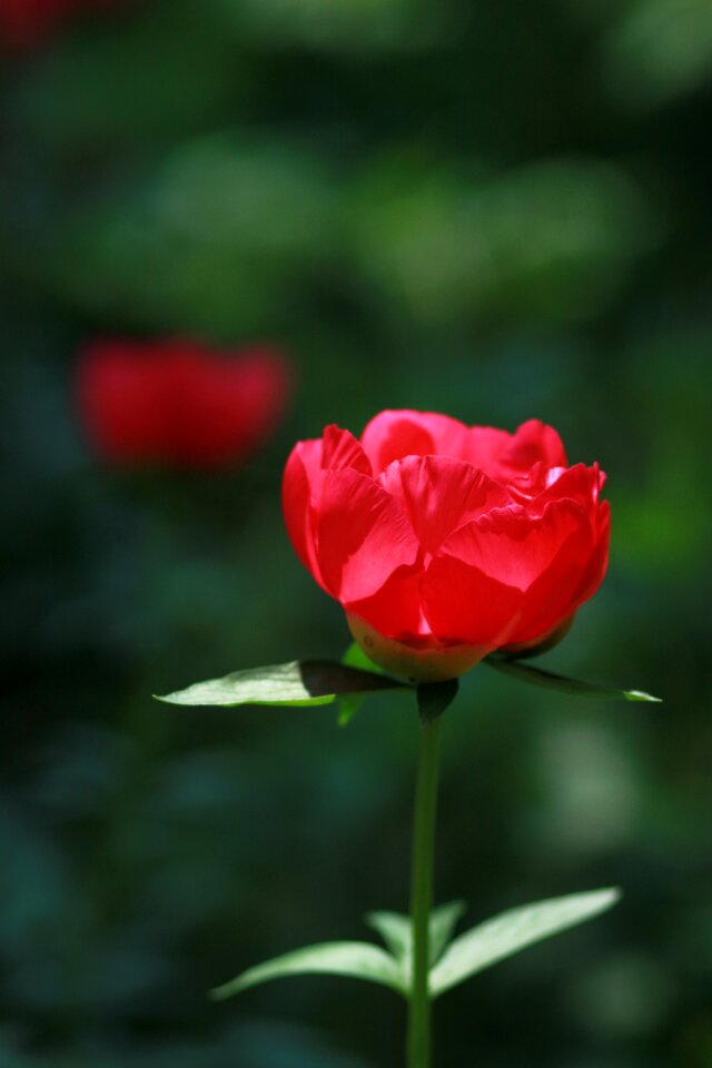 Garden leaf flower garden