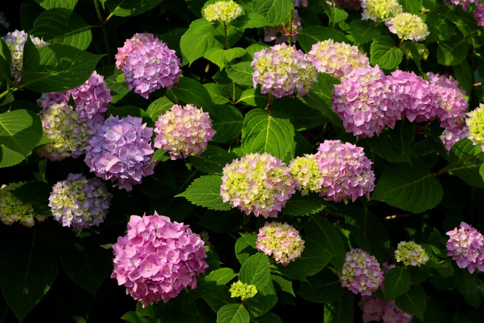 Bloom nature summer