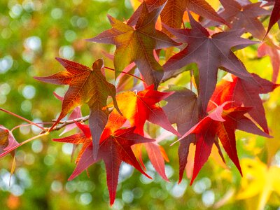 Autumn colours bright autumn