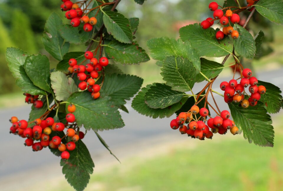 Red fruits autumn nature