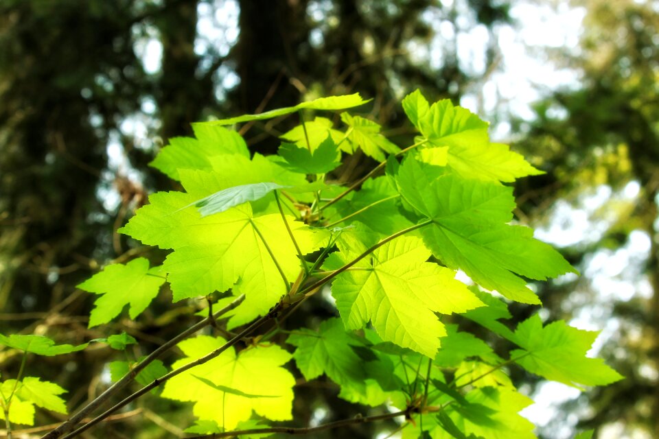 Growth tree bright photo