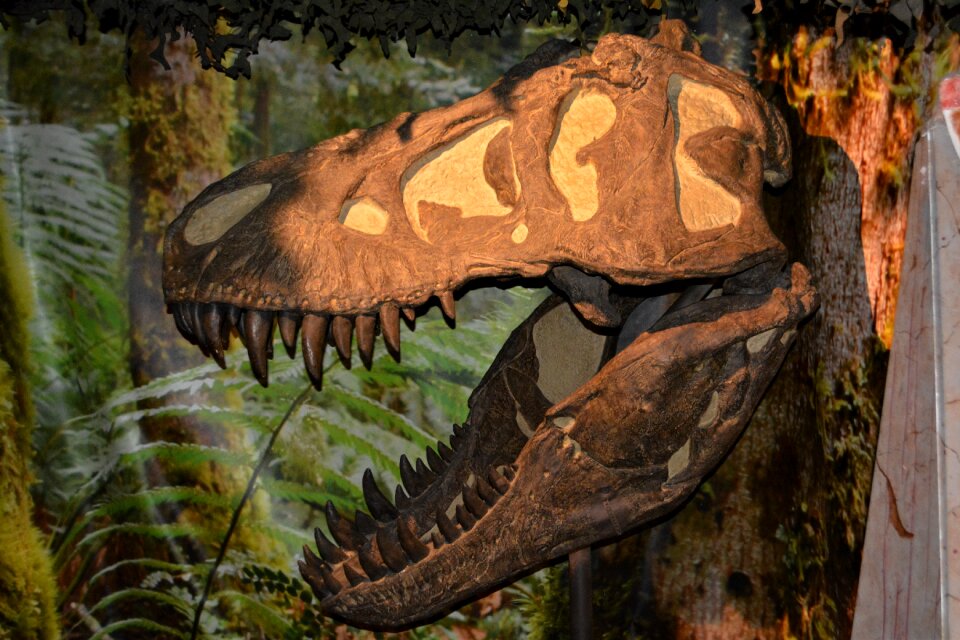 Dino-park wedde netherlands