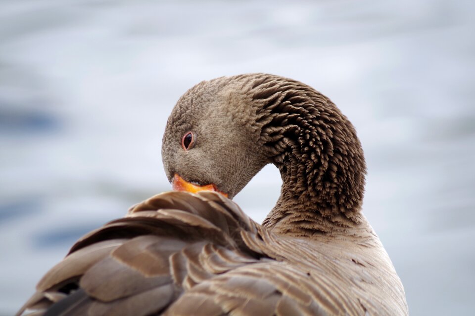 Water bird nature animal