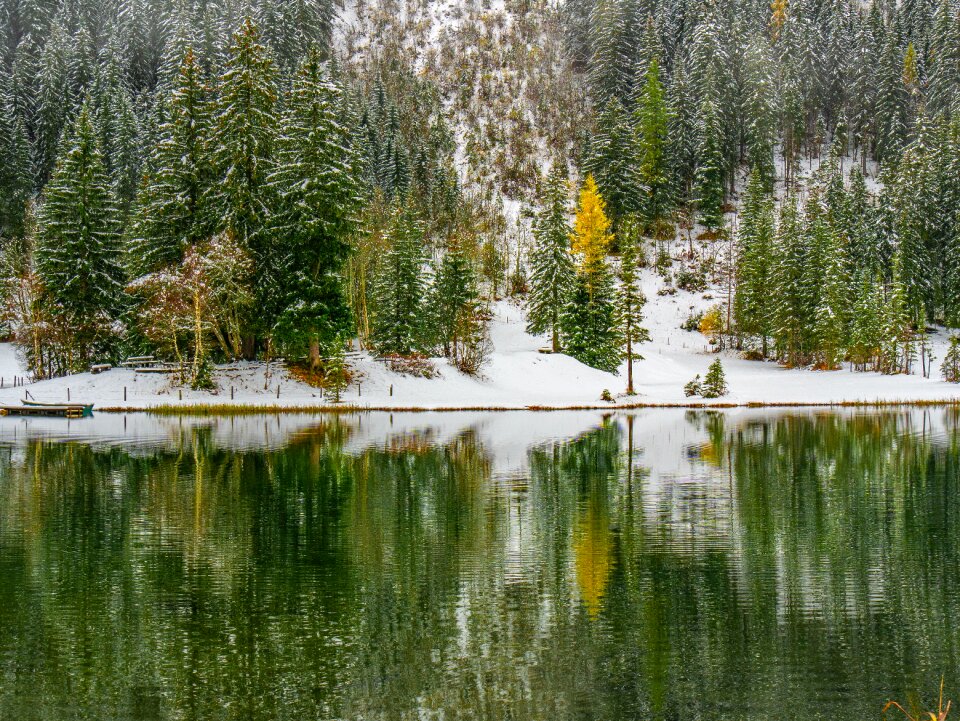 Trees lake mirroring