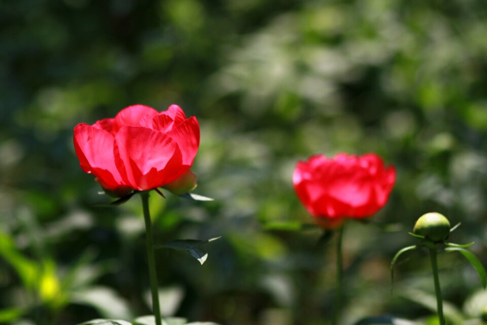 Garden leaf flower garden