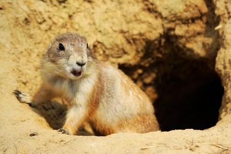 Animal small cute