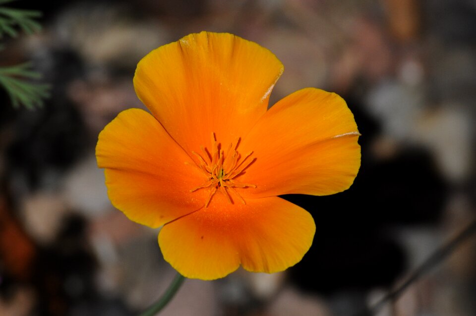 Garden nature plant