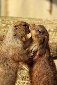 Animal world cute fur