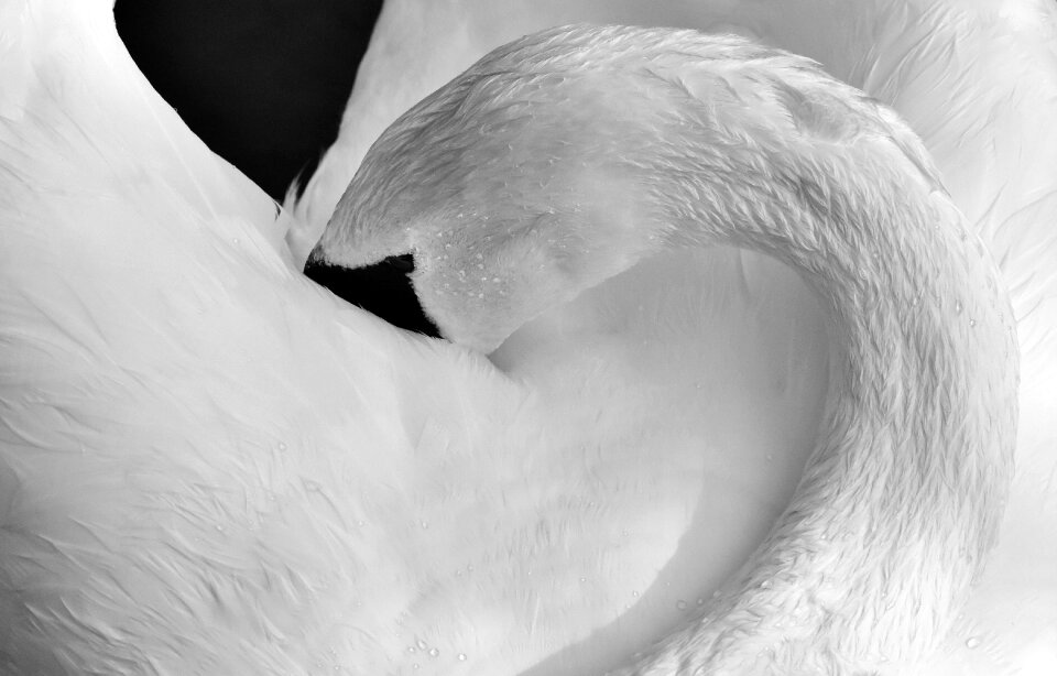 Water bird nature animal