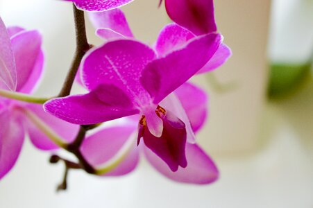 Orchid pollen orchids photo