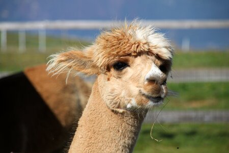 Lake garda lana alpaca