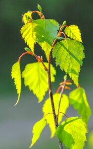 Birch birch leaf deciduous tree photo