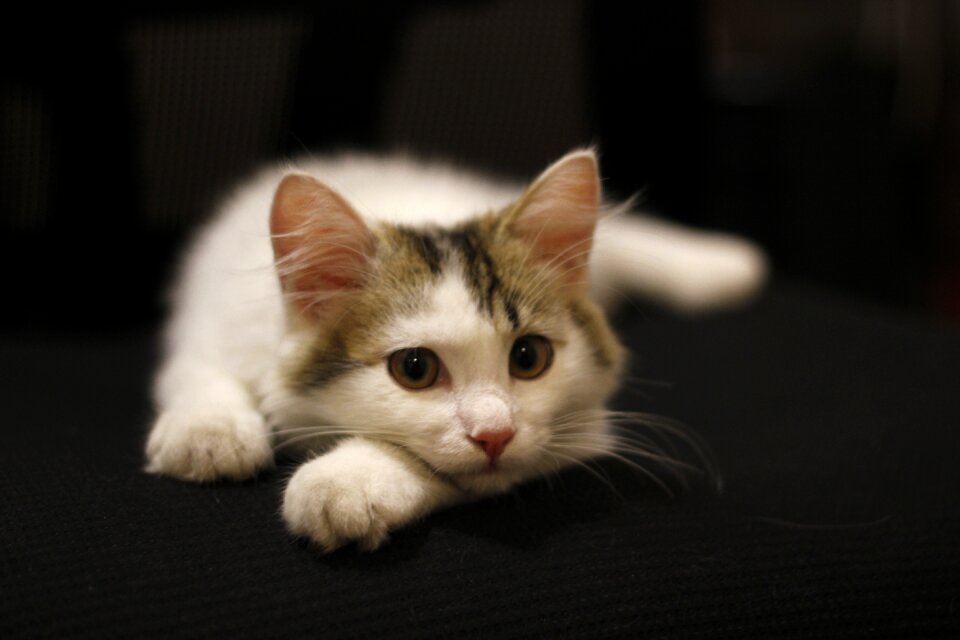 Animal cat pets