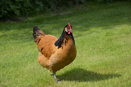 Bird plumage hen