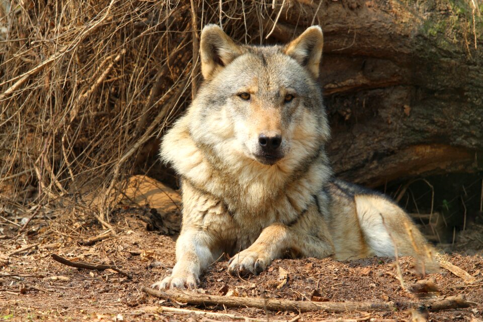 Animal world wild wolf