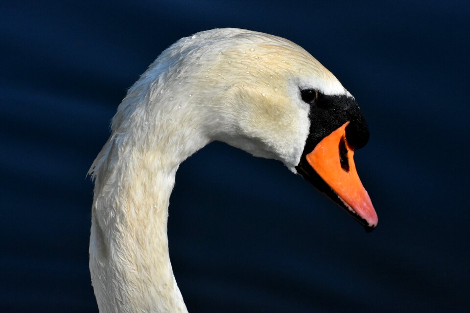 Plumage white beautiful