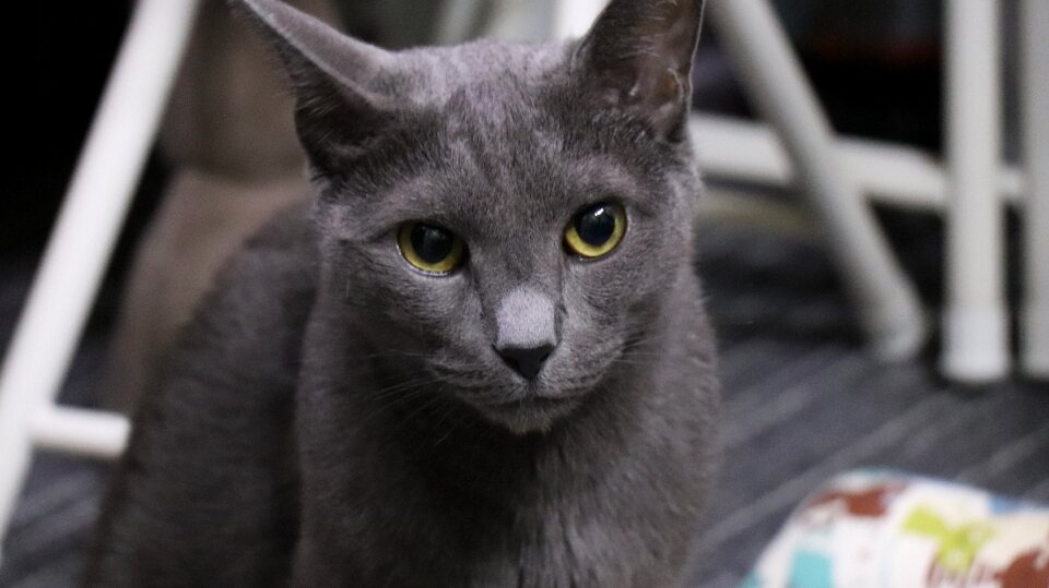 A brooks cats cute