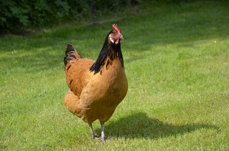 Bird plumage hen photo