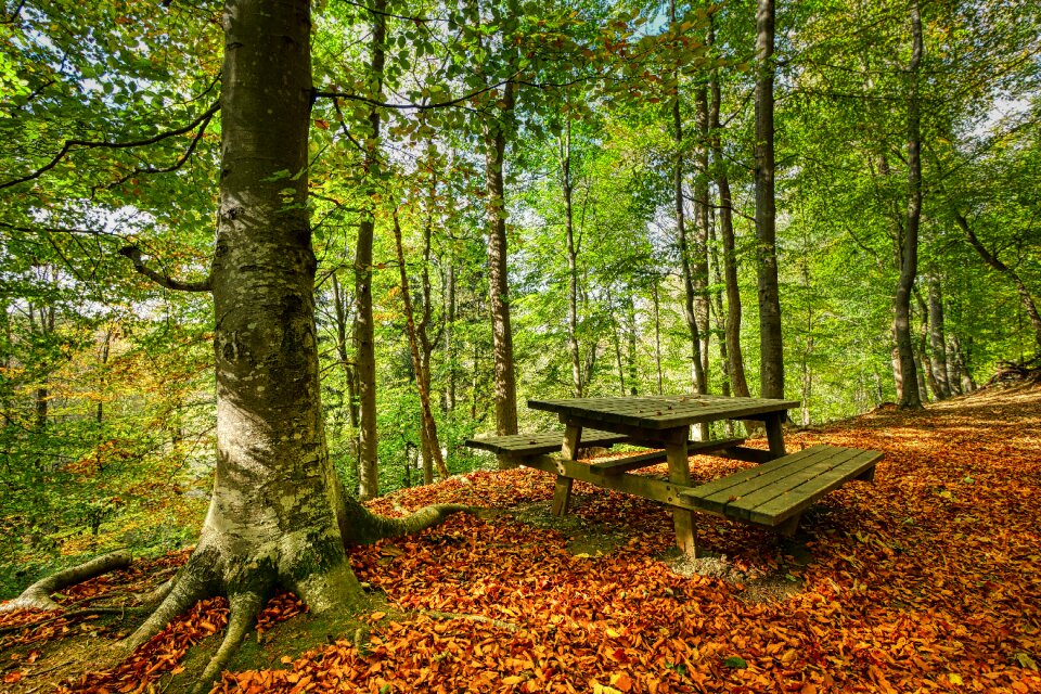 Wood leaves autumn